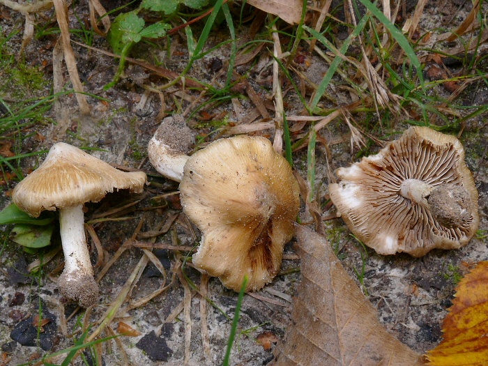 Inocybe Hirtella